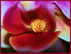 Orchidee- Macro