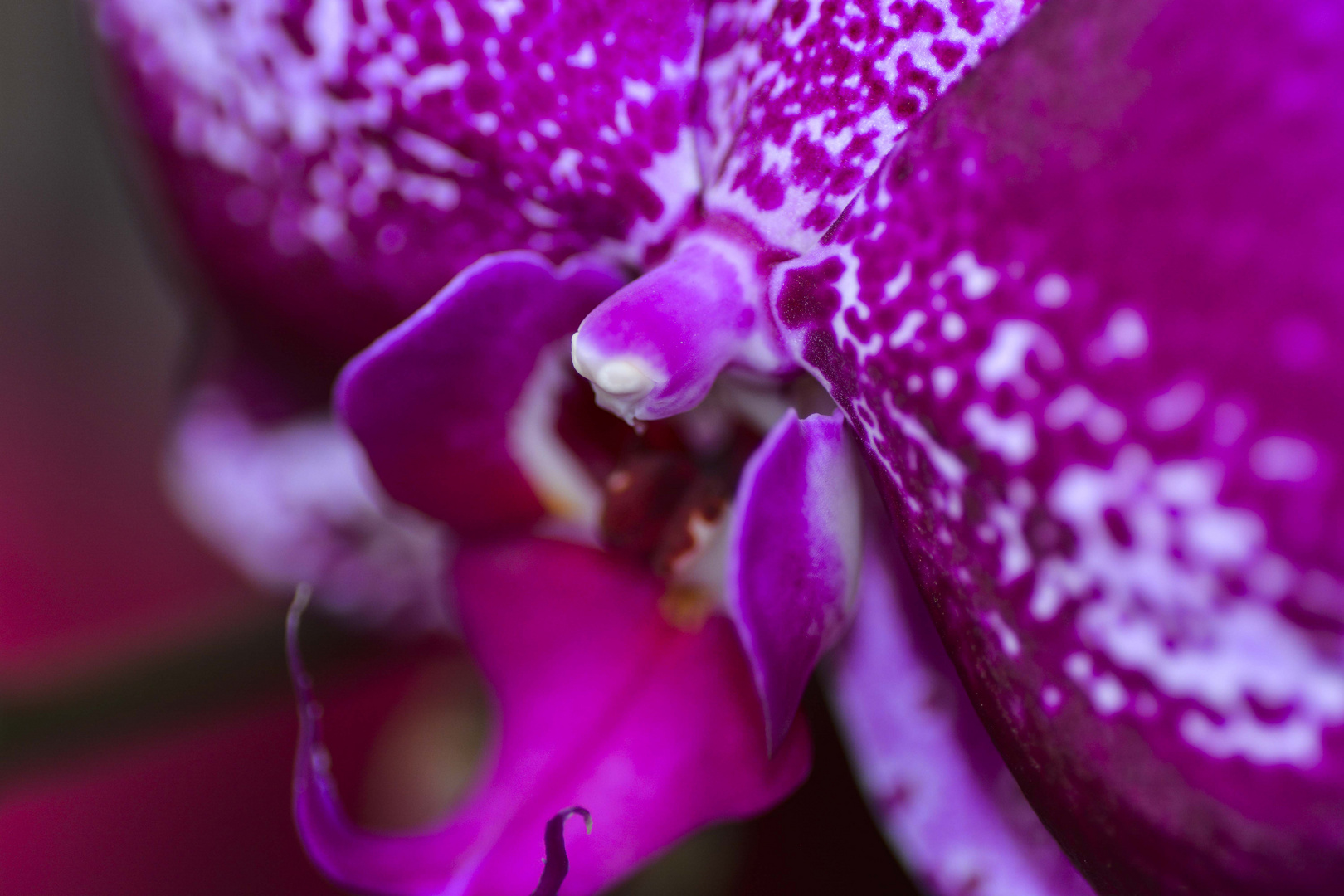 Orchidee magenta