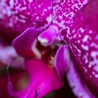 Orchidee magenta