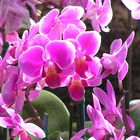 Orchidee, magenta, leuchtend