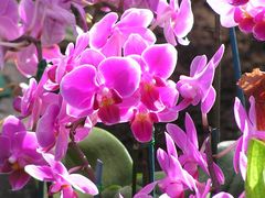 Orchidee, magenta, leuchtend