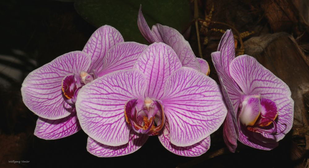 Orchidee-Mainau 2018
