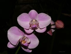 Orchidee-Mainau 2018