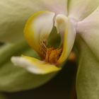 Orchidee - Makro