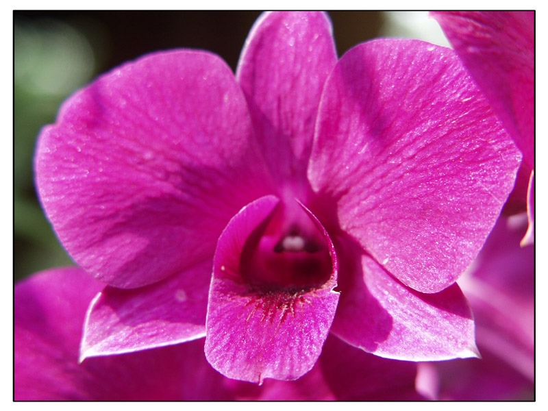 Orchidee-makro