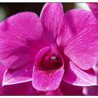 Orchidee-makro