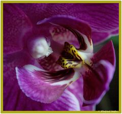 Orchidee (Makro 1)