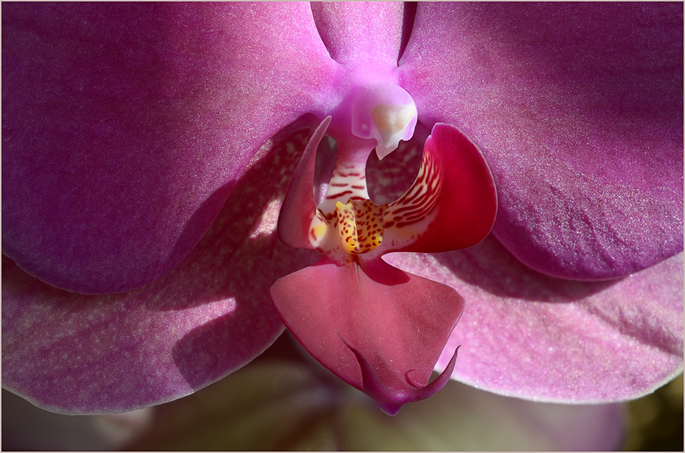 Orchidee Makro