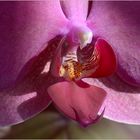 Orchidee Makro