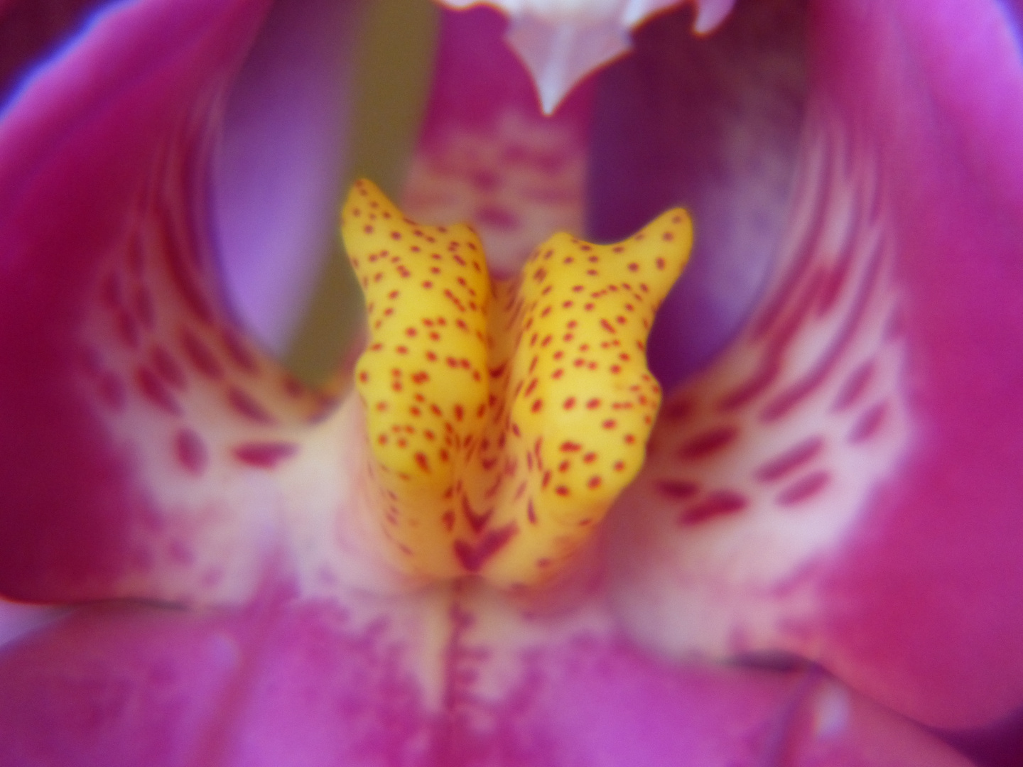 Orchidee Makro