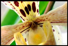 Orchidee-Makro