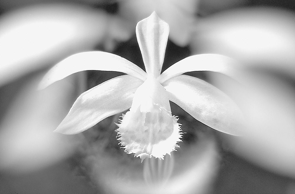Orchidee Makro