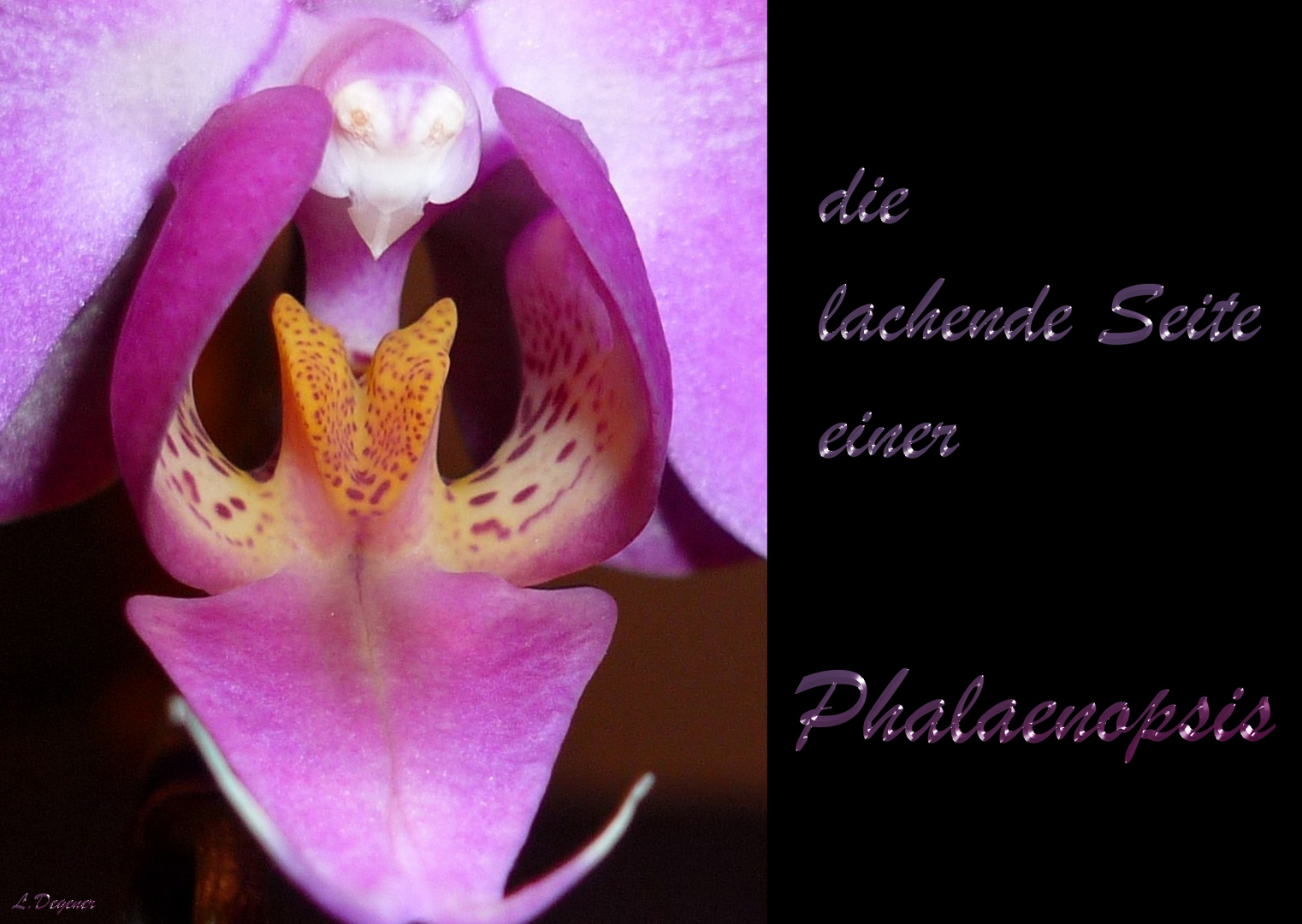 Orchidee mal anders