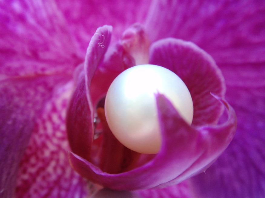 Orchidee mal anders