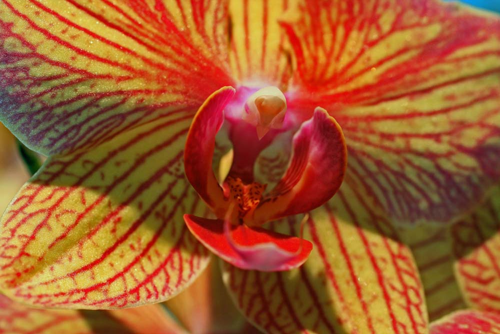 Orchidee mal ganz nah