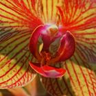 Orchidee mal ganz nah