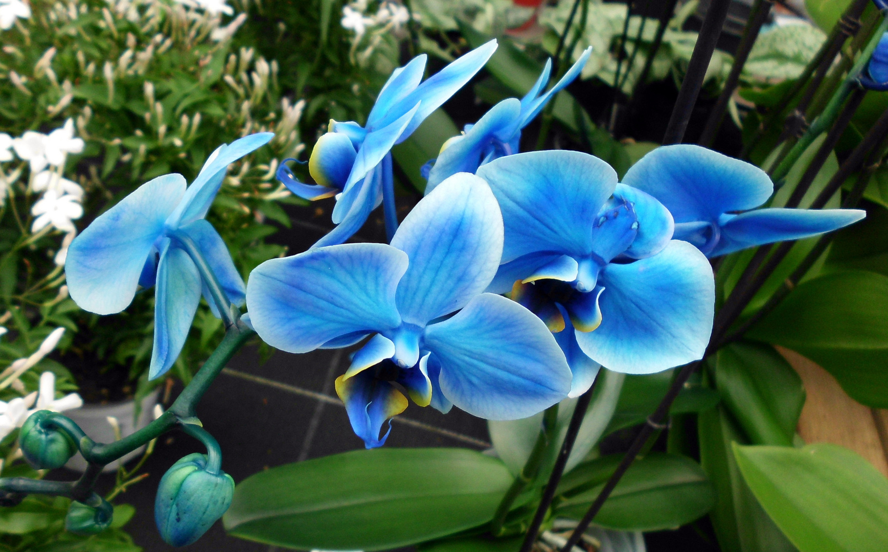 Orchidee mal in "blau"