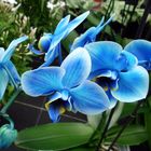 Orchidee mal in "blau"