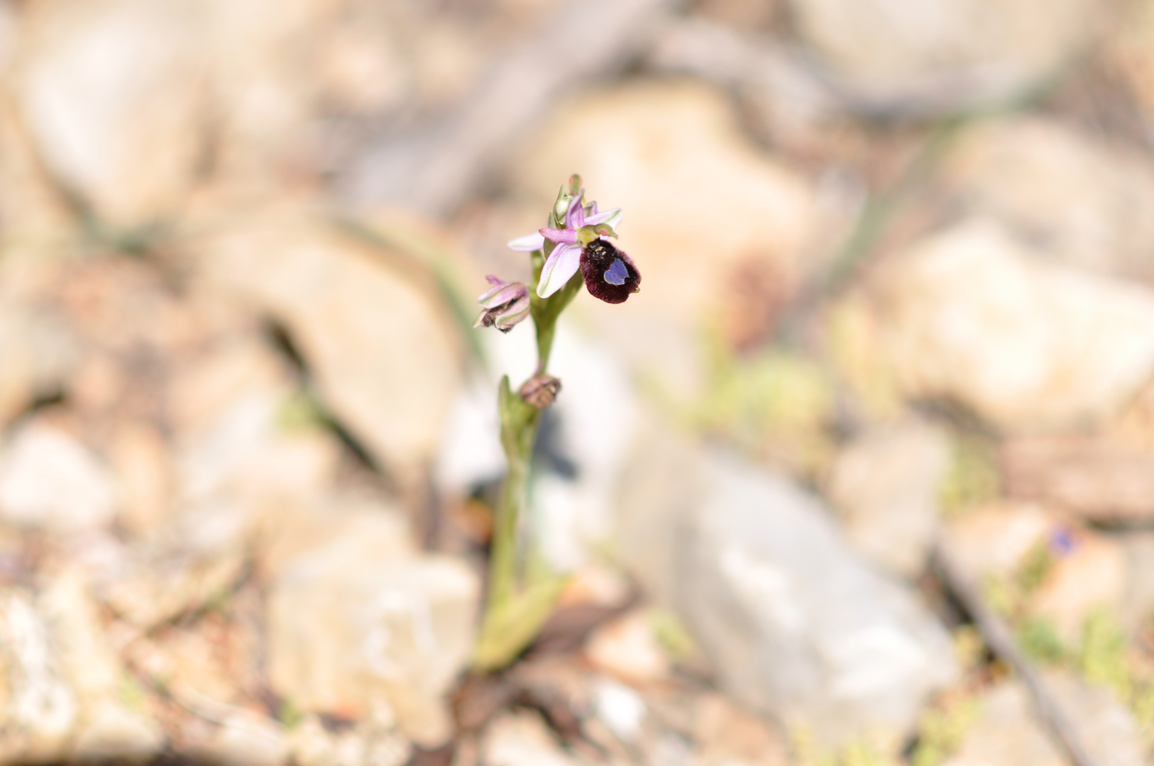 Orchidee Mallorca