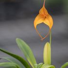 Orchidee Masdevallia Angel Glow