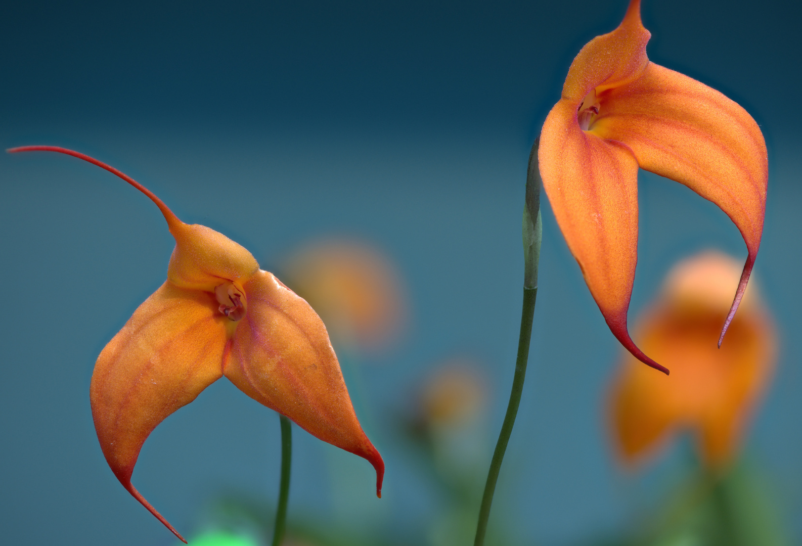 Orchidee Masdevallia