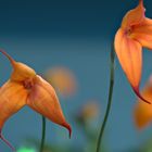 Orchidee Masdevallia