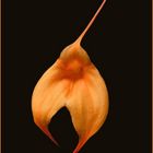 Orchidee - Masdevallia 'Mary Staal'