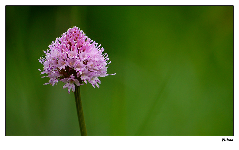 Orchidée mauve