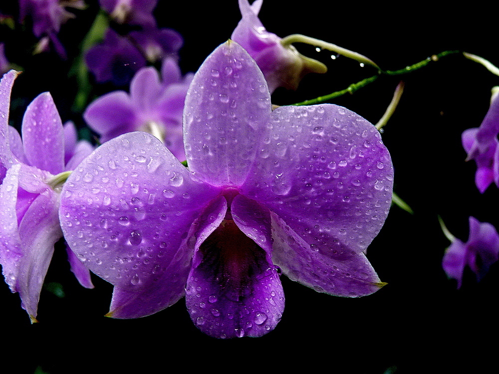 Orchidée mauve .