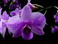 Orchidée mauve . de Christian Villain 