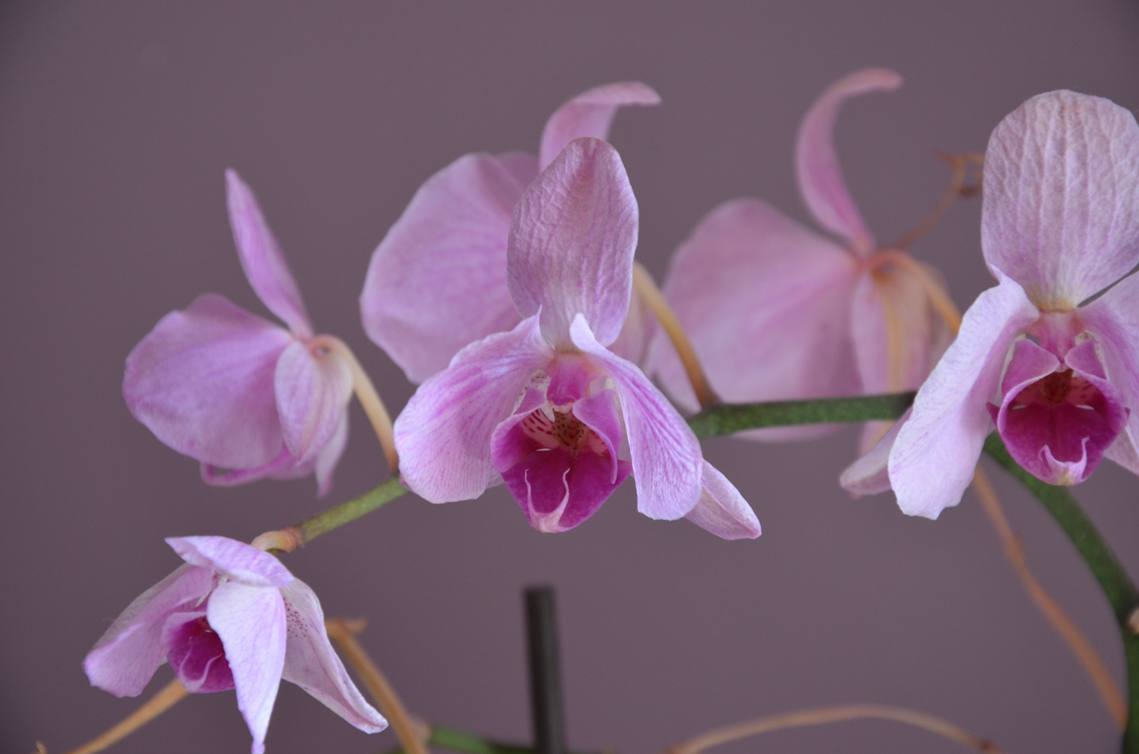 Orchidée mauve