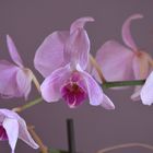 Orchidée mauve