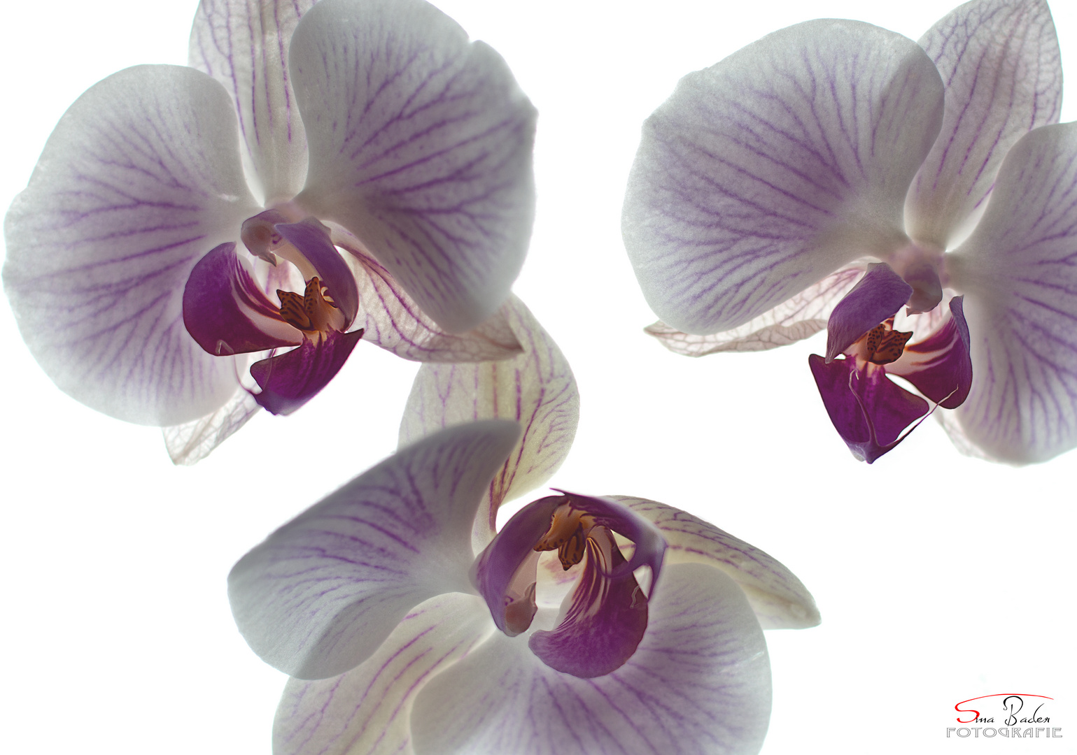 Orchidee meets windows ;)