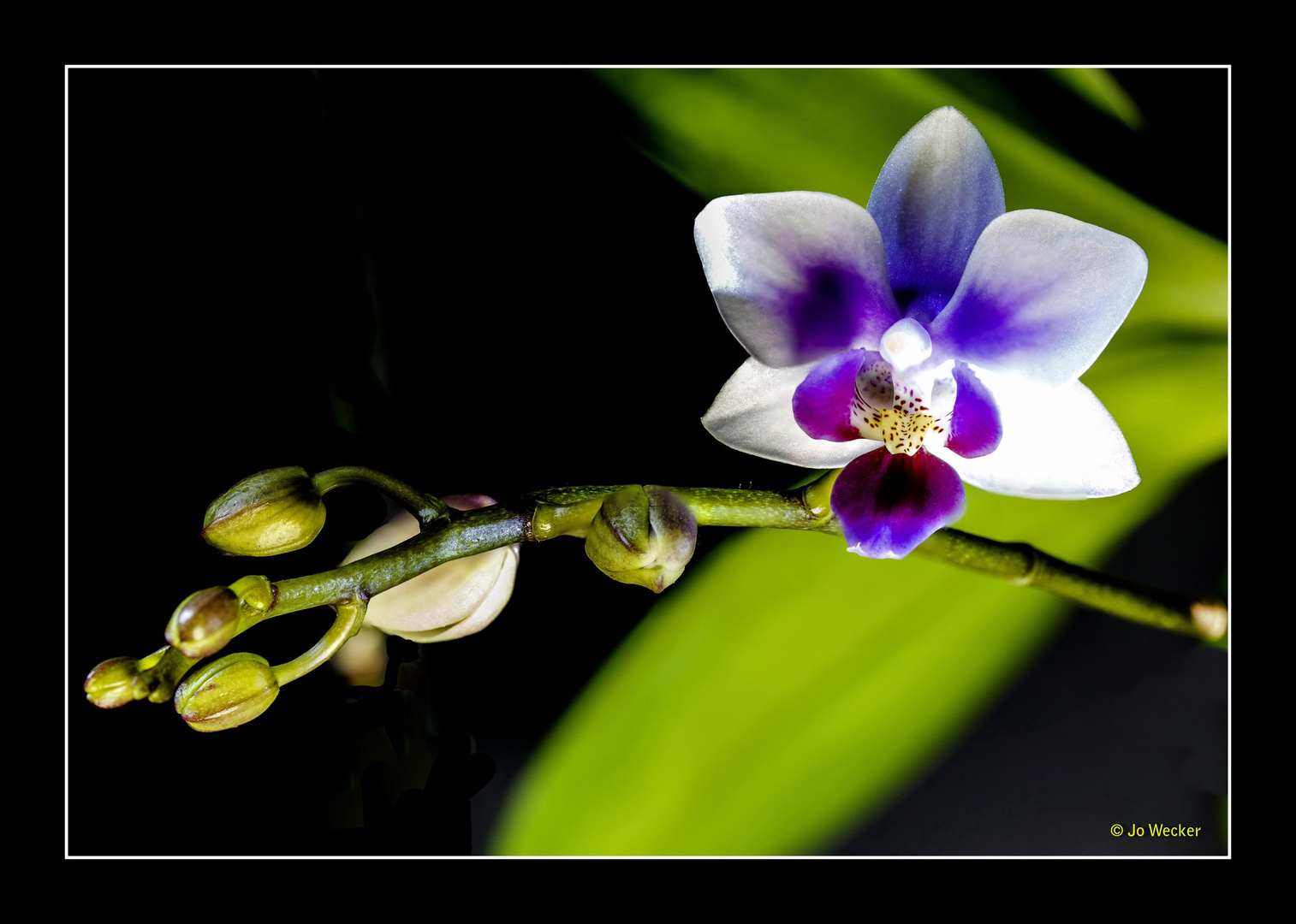 Orchidee Mehrschicht Aufnähme