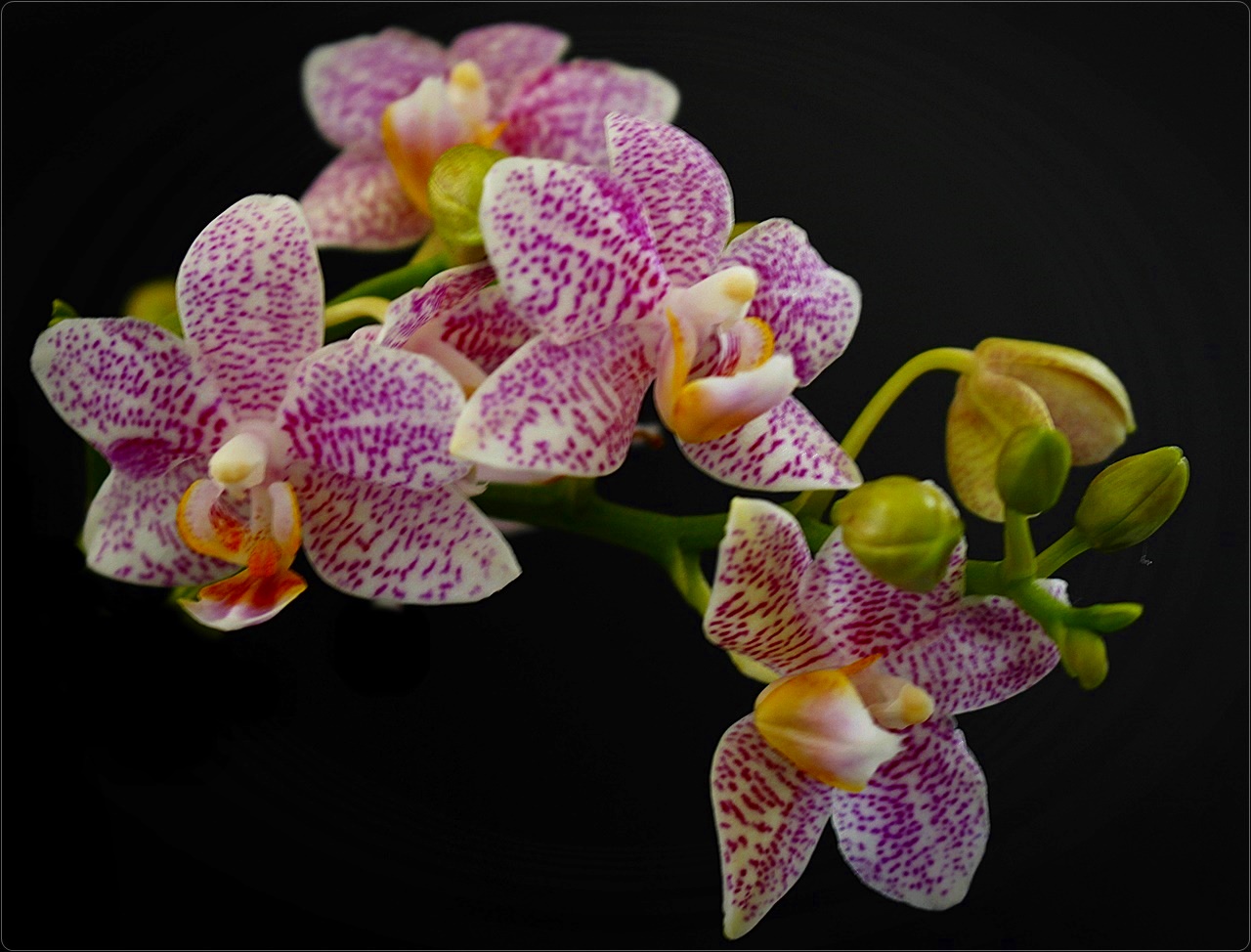 " Orchidee - mein Mittwochsblümchen