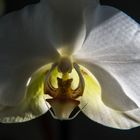 Orchidee meiner Frau stand zu herum...