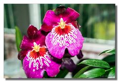 Orchidee (Miltoniopsis)