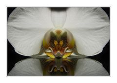 Orchidee mirrored