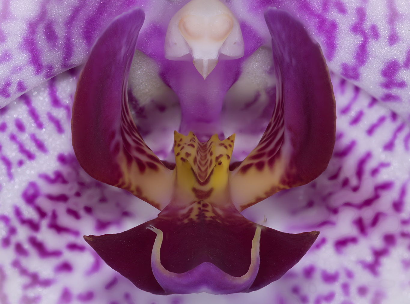 Orchidee mit 13 Bildern gestackt 