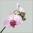 *Orchidee* mit...