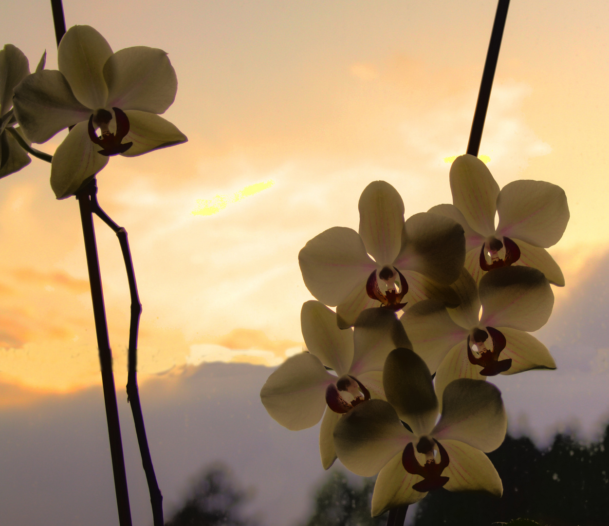 Orchidee mit Abendhimmel