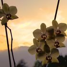 Orchidee mit Abendhimmel