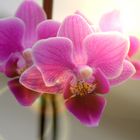 Orchidee mit anderer Lichtquelle