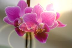 Orchidee mit anderer Lichtquelle