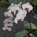 Orchidee mit Besuch, die sonst im Garten unter einem Dach am Haus steht solange es warm genug ist