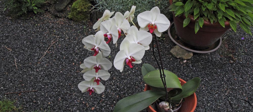 Orchidee mit Besuch, die sonst im Garten unter einem Dach am Haus steht solange es warm genug ist