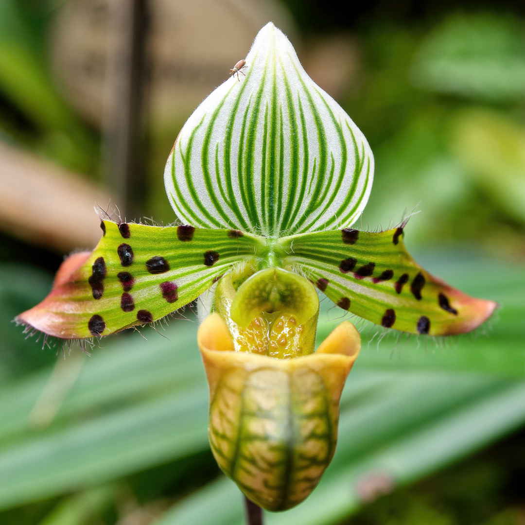 Orchidee mit Besucher