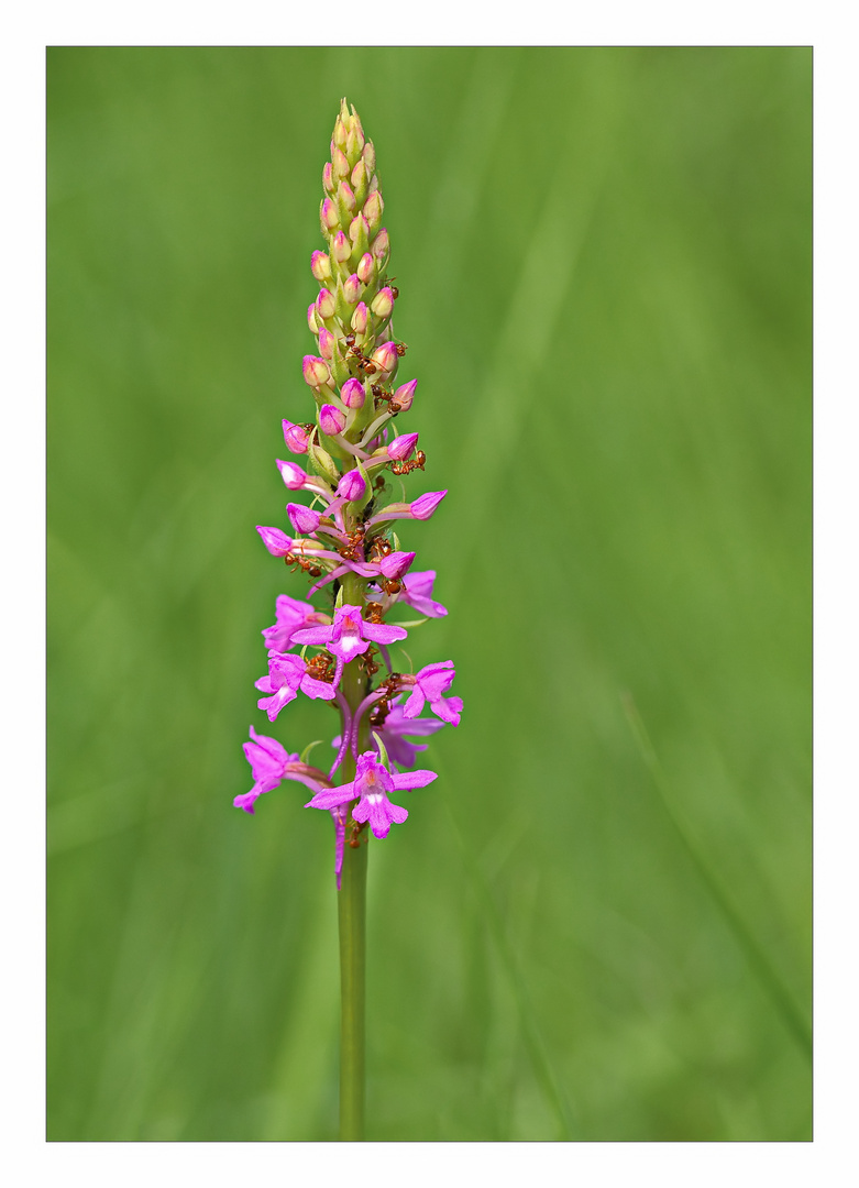 Orchidee mit Bewohnern