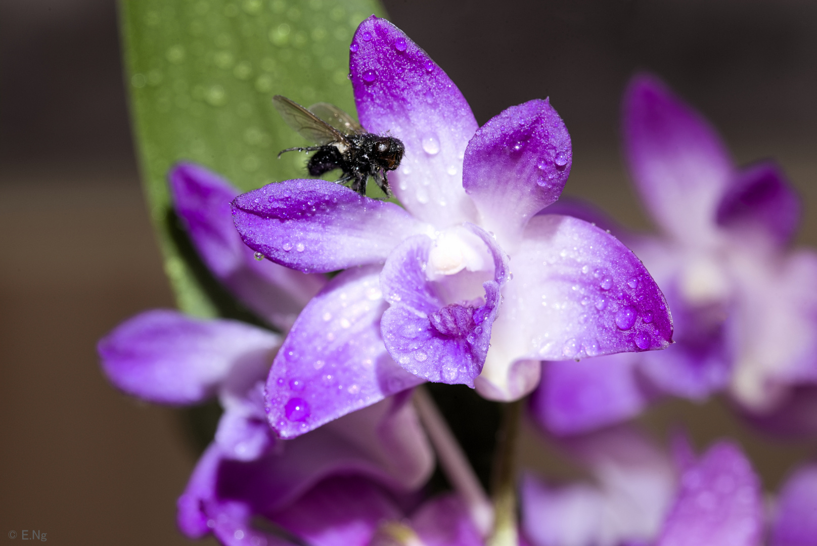 Orchidee mit Fliege