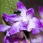 Orchidee mit Fliege